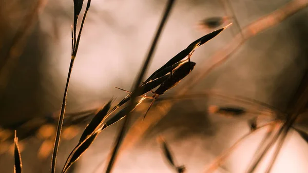 Ein Käfer im Gras. Kreativ. Ein Käfer im trockenen Gras in der Makrofotografie kriecht an einem Halm scharfen Grases entlang . — Stockfoto