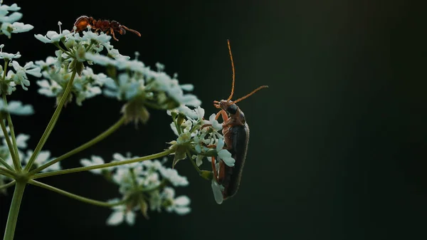 Egy virág a makro fotózásban. Kreatív. A nagy bajuszú rovarok egy kis fehér virágon ülnek. — Stock Fotó