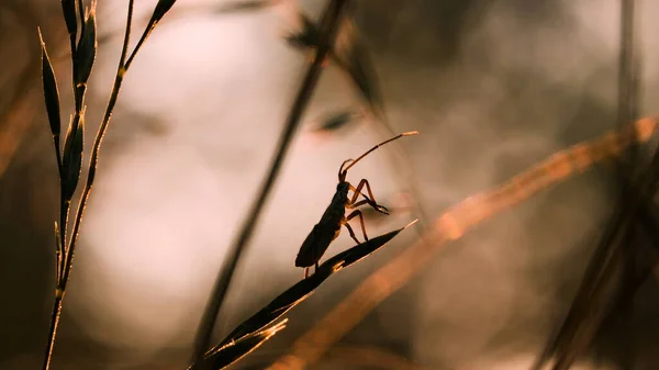 草の中のカブトムシ。創造的だ。鋭い草の茎に沿って、マクロ写真の乾燥した草の中の甲虫が這う . — ストック写真