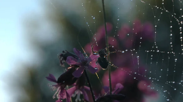 Una araña pequeña. Creativo. Una pequeña araña que está enredada en su tela de araña y tiene hermosas flores púrpura en la parte posterior. — Foto de Stock