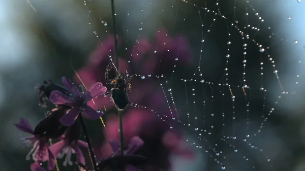 Утренний вид с росой. Творческий подход. Маленькие фиолетовые цветы, на которых паук создает паутину и сидит в ней. — стоковое фото