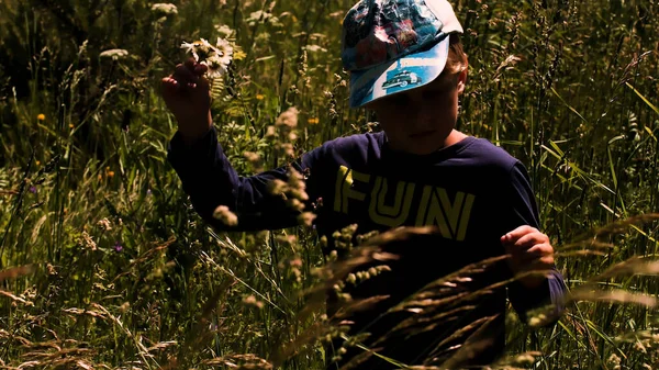 A boy in the field. Creative. A little boy in summer clothes and a cap who stands in a field with tall grass and collects daisies. — Stock Photo, Image