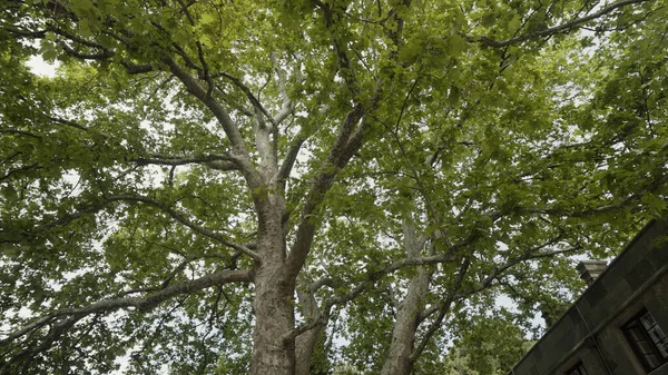Wandelen onder de zomerboom. Actie. Bodem uitzicht op de boomstam en grote takken met weelderige groene bladeren op bewolkte hemel achtergrond. — Stockfoto
