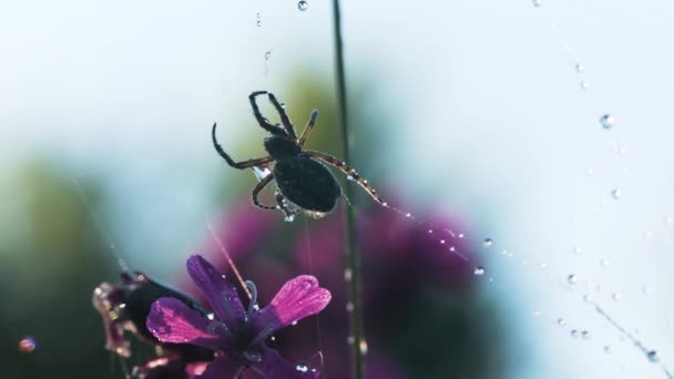 Паук в макрофотографии. Творческий подход. Большой черный паук сидит на паутине пауков, на которой есть небольшие капли воды, красивые фиолетовые цветы также видны. — стоковое видео