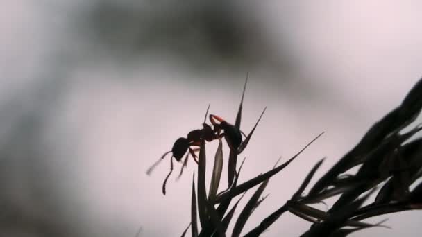 Mravenec v makrofotografii. Kreativní. Mravenec, který se plazí proudem jako jehla v trávě jako bludiště . — Stock video