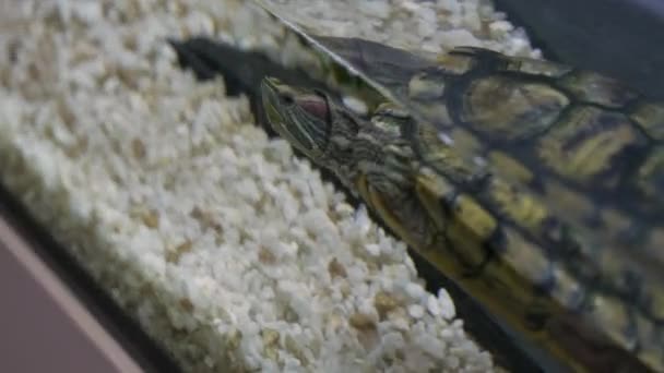 Närbild av små marina sköldpadda simning i akvarium. HDR. Amfibiesköldpadda simmar inne i glasakvariet. — Stockvideo