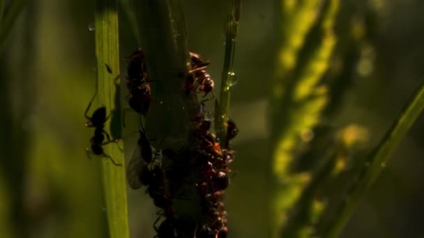 アリの仲間だ。創造的だ。草の中の細い緑の白鳥に這うアリ . — ストック動画