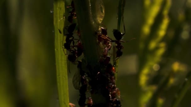 Myrornas sällskap. Kreativ. Myror som kryper på en tunn grön svan i gräset . — Stockvideo