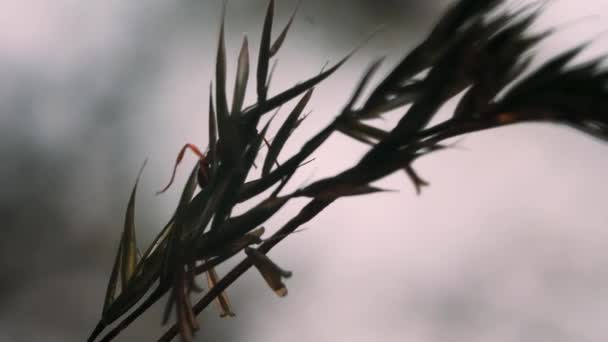 草の中のアリ。創造的だ。マクロ写真。アリは鋭い緑の枝に登る . — ストック動画