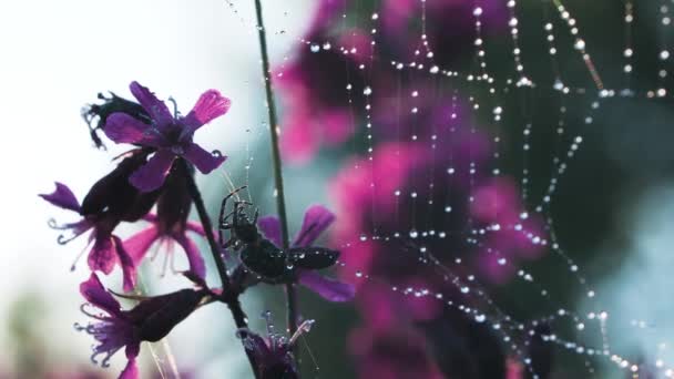Egy pók egy háló mellett, amin esik az eső.Kreatív. Egy gyönyörű pók szövődik az esőben egy csodálatos orchideán. — Stock videók