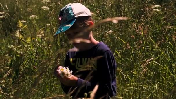 Egy fiú a terepen. Kreatív. Egy kisfiú nyári ruhában és sapkában, aki egy mezőn áll magas fűvel, és százszorszépeket gyűjt.. — Stock videók