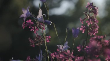 Makro fotoğrafçılıkta mor çiçekler. Şarjör. Arkasında ince yapraklar ve ağaçlar olan mor küçük çiçekler..
