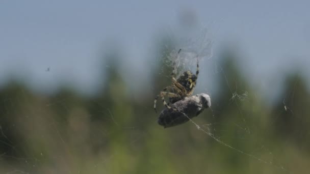 En spindel som väver ett spindelnät. Kreativ. En stor mörk spindel, gjorde en tunn stor spindel och sitter i den — Stockvideo