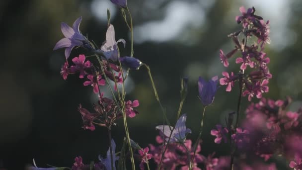 Paarse bloemen in macro fotografie. Een knip. Paarse kleine bloemen met dunne bloemblaadjes en bomen achter. — Stockvideo