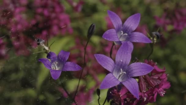 Flores en microfotografía. Creativo. Tres flores púrpuras en la lluvia en la que pequeñas gotitas de agua son visibles y detrás de las cuales otras flores pequeñas púrpuras son ligeramente visibles . — Vídeos de Stock