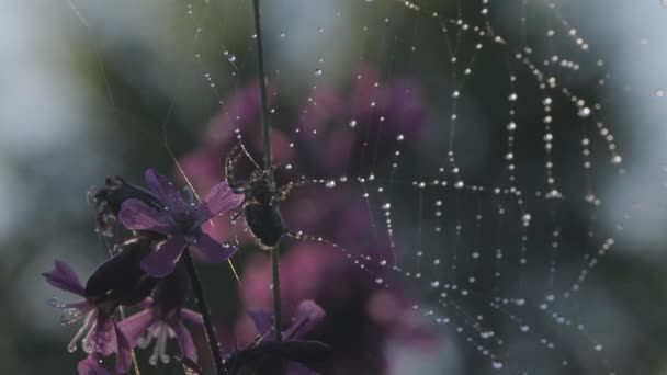 Poranny widok z rosą. Kreatywny. Rodzaj małych fioletowych kwiatów, na których pająk tworzy pajęczynę i siedzi w niej. — Wideo stockowe