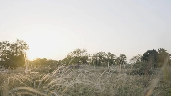 黄金の耳を持つ夏の牧草地の上に美しい夕日。行動だ。草や木が茂る緑の野. — ストック写真