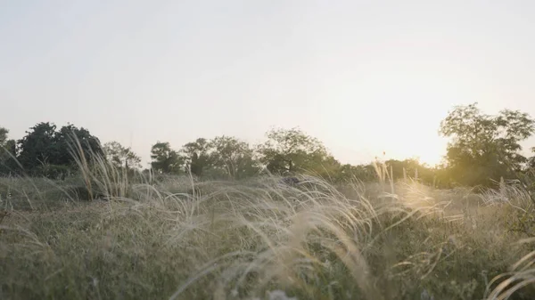 黄金の耳を持つ夏の牧草地の上に美しい夕日。行動だ。草や木が茂る緑の野. — ストック写真