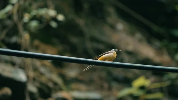 Beatiful bird. Creative. The preatty yellow bird is looking for food while is weating for his couple — Stock Photo, Image