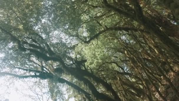 Furcsa zöld fák. Kreatív. Zöld csavart trópusi fák ágak állnak ki az erdőben. — Stock videók