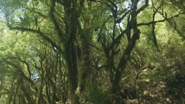 Furcsa zöld fák. Kreatív. Zöld csavart trópusi fák ágak állnak ki az erdőben. — Stock videók