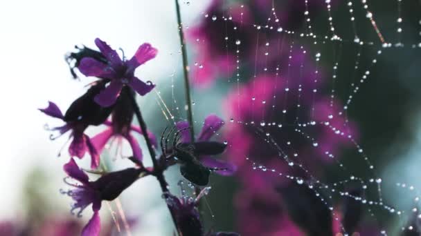 Spinnennetz. Kreativ. Eine kleine Spinne sitzt auf ihrem Netz neben einer lila kleinen Orchidee. — Stockvideo