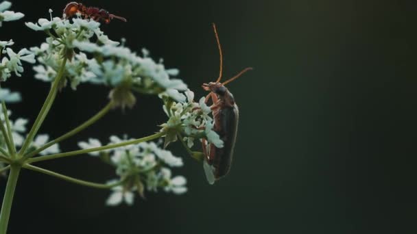 Una flor en macrofotografía. Creativo. Insectos con bigote grande se sientan en una pequeña flor blanca — Vídeo de stock