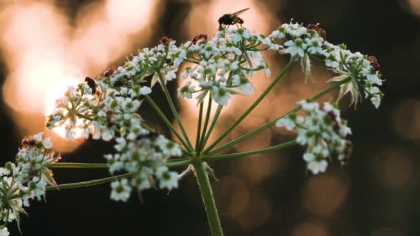 Bichos y hormigas en una flor. Creativo. Pequeños insectos se arrastran sobre una pequeña flor blanca y se puede ver por detrás que el sol se está poniendo en silencio. — Vídeo de stock