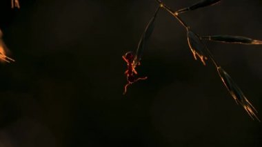 Çimlerde bir karınca. Yaratıcı. Makro fotoğrafçılık. Bir karınca keskin yeşil bir dala tırmanır. .