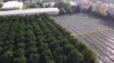 Yeşil yaz tarlaları. İnsansız hava aracının görüntüsü. Klip. Tarlalı büyük bitki örtüsü, tarım üretimi..