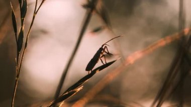 Otların arasında bir böcek. Yaratıcı. Makro fotoğrafçılıktaki kuru çimenlerdeki bir böcek keskin otların arasında sürünür. .