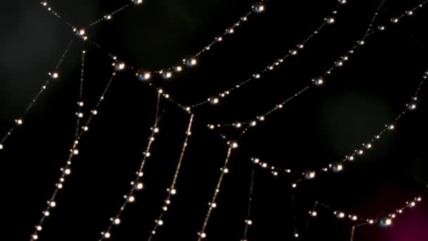 Spiderweb in macro fotografie. Creatief. Een dun spinnenweb met dauwdruppels die uitrekken en schudden — Stockvideo