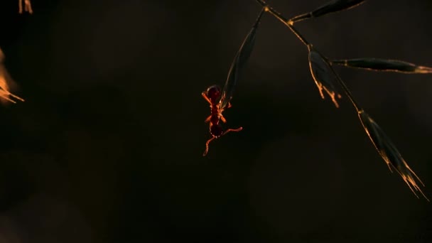 En myra i gräset. Kreativ. Makrofotografering. En myra klättrar på en skarp grön gren . — Stockvideo