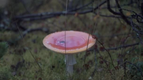 Um grande cogumelo vermelho da floresta. Clipe. Na floresta escura há um grande cogumelo com ramos e grama — Vídeo de Stock