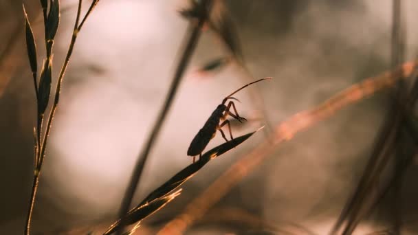 Otların arasında bir böcek. Yaratıcı. Makro fotoğrafçılıktaki kuru çimenlerdeki bir böcek keskin otların arasında sürünür. . — Stok video