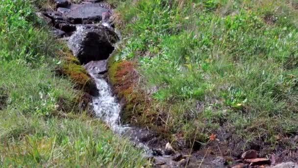 Riviersleutel. Een knip. Een waterstroom in het bos met groen gras . — Stockvideo