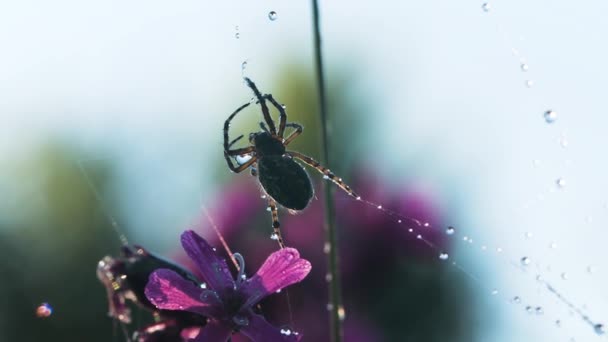 Makro fotoğrafçılıktaki örümcek. Yaratıcı. Büyük siyah bir örümcek, üzerinde küçük su damlaları olan örümceklerin ağına oturur. Güzel mor çiçekler de görülebilir.. — Stok video