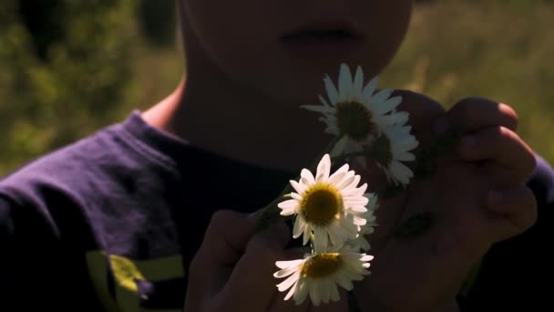 Buket bunga aster. Kreatif. Seorang anak laki-laki di tangannya dengan bunga aster yang berdiri dan menyortir kelopak bunga di lapangan yang terlihat dari belakang dengan rumput tinggi . — Stok Video