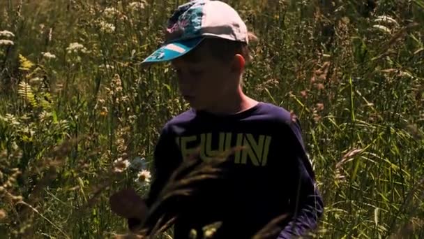 Et barn som plukker blomster på en åker. Kreativt. Et lite barn som samler hvite tusenfryd på et jorde . – stockvideo