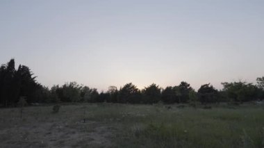 Yaz çayırları her zaman yeşil çam ağacı ormanlarıyla çevrilidir. Başla. Yeşil tarlalı ve kozalaklı odunlu doğal manzara..