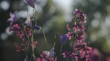Makro fotoğrafçılıkta mor çiçekler. Şarjör. Arkasında ince yapraklar ve ağaçlar olan mor küçük çiçekler..