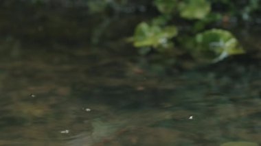 Nehir. Yaratıcı. Nehir, böceklerin daireler çizdiği yakındır ve küçük taşlardan nehrin dibini görebilirsiniz..