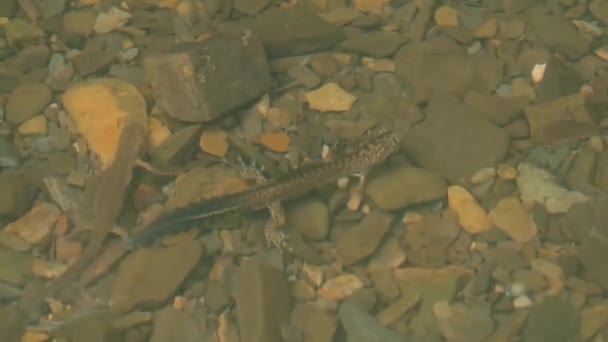 Річка, в якій сидить ящірка. Креативний. Велика ящірка, що живе на дні прісної води, стоїть на каменях  . — стокове відео