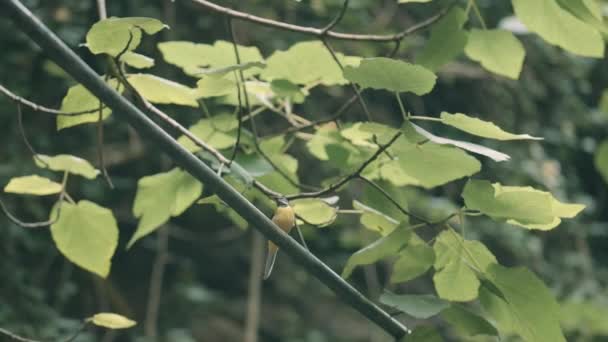 Landscape with a bird. Creative. A twig from a tree with large green leaves with a small bird sitting and walking on it. — Stock Video