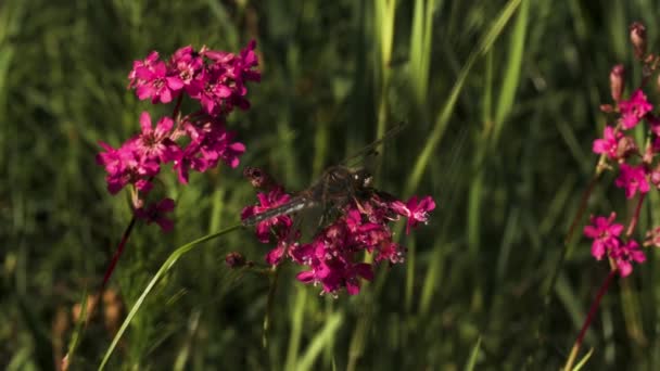 Una libélula grande en macrofotografía. Creativo. Una libélula enorme se sienta en una flor rosa brillante. — Vídeo de stock