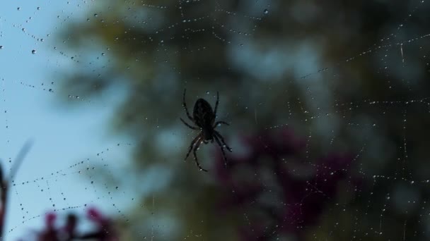 Une petite araignée noire en macro photographie. Créatif. L'araignée est assise sur sa toile, qui est très mince et longue avec de petites gouttelettes d'eau . — Video