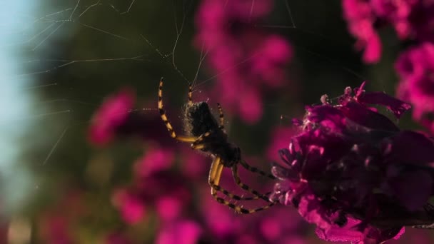 Una gran araña en macrofotografía. Creativo. Una tarántula se sienta en su tela a la luz del sol junto a las flores púrpuras . — Vídeos de Stock