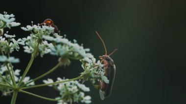 Çiçekte büyük bıyıklı bir böcek. Makro fotoğrafçılık. Yaratıcı. Küçük bir böcek küçük beyaz bir çiçeğin üzerinde yürüyor..