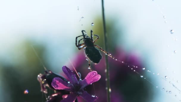 Egy pók egy háló mellett, amin esik az eső.Kreatív. Egy gyönyörű pók szövődik az esőben egy csodálatos orchideán. — Stock videók