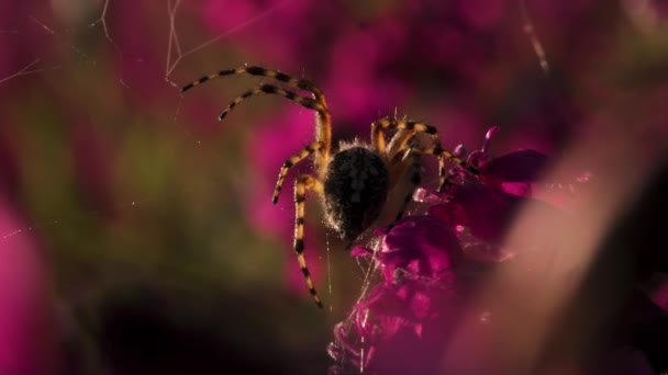 Un grosso ragno peloso con otto zampe a strisce. Creativo. Un ragno si aggrappa a una ragnatela su un bel fiore rosa vivo — Video Stock